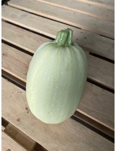 Courge spaghetti